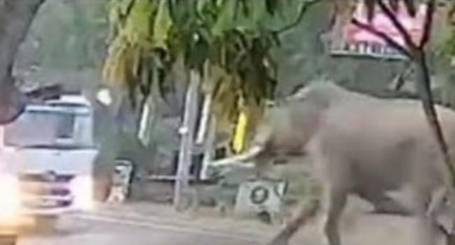 Elephant Who Lost Tusk in Accident, Alive!